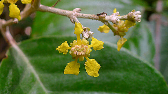 Image of Niedenzuella sericea (A. Juss.) W. R. Anderson