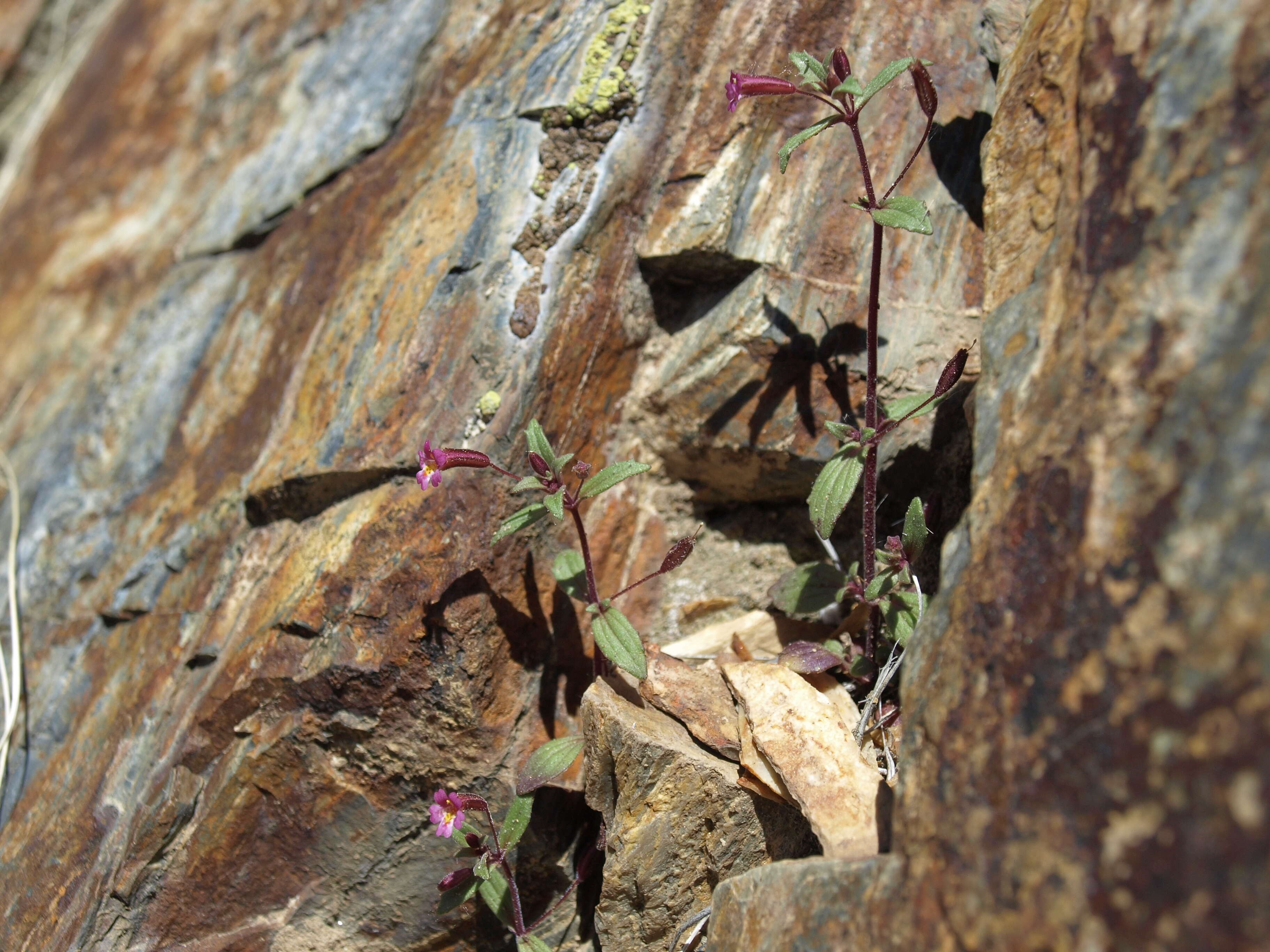 Image of Little Red-Stem Monkey-Flower