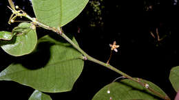 Plancia ëd Phyllanthus gradyi M. J. Silva & M. F. Sales