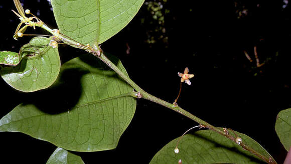 Image de Phyllanthus gradyi M. J. Silva & M. F. Sales