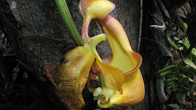 Image of Coryanthes speciosa Hook.