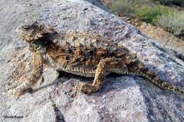 Image of horned lizard