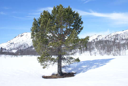 Image of Scotch Pine