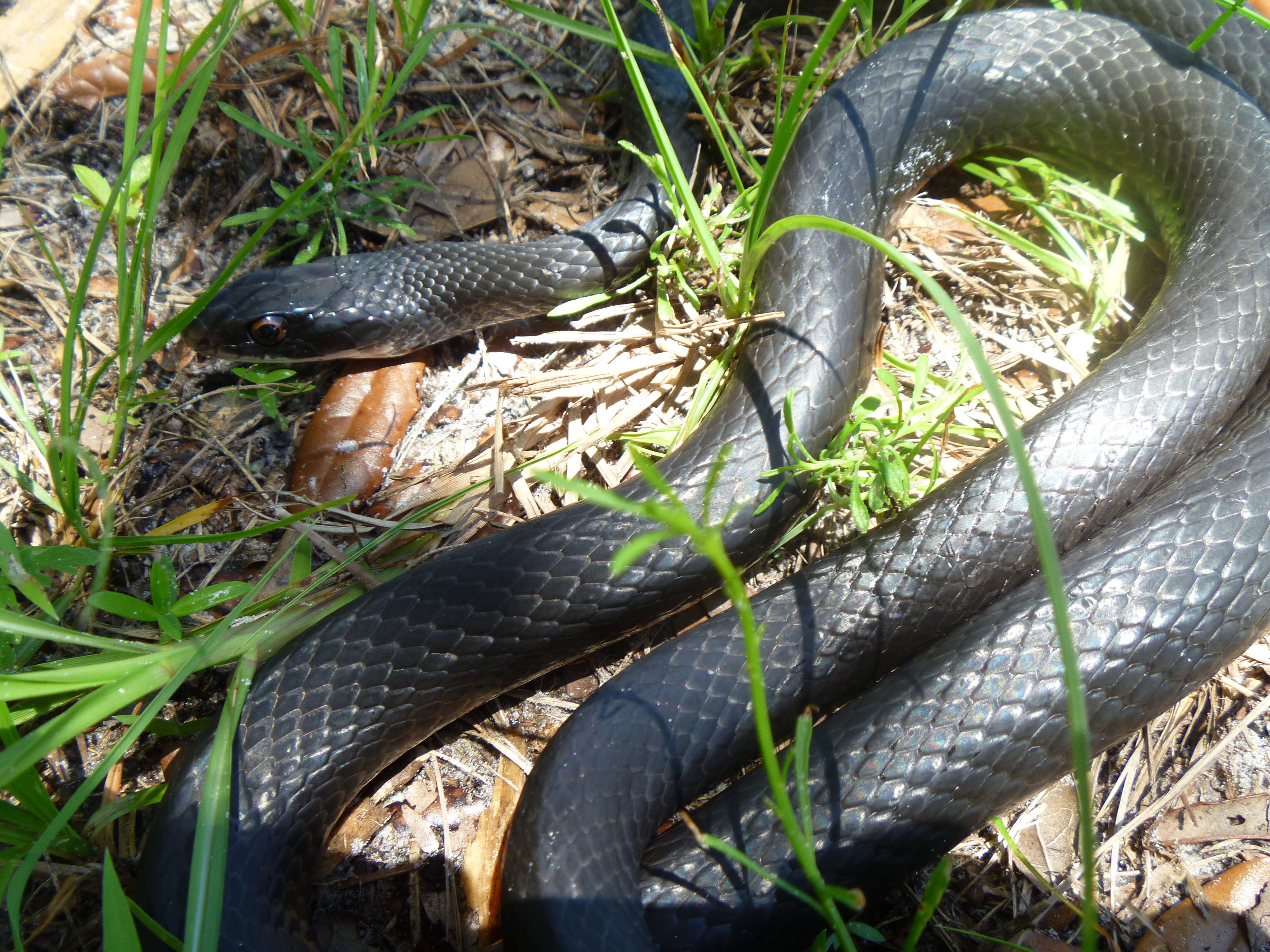 Image of Eastern Racer