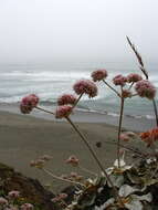 Imagem de Eriogonum latifolium Sm.