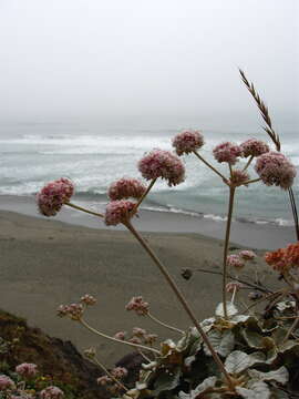 Image of seaside buckwheat