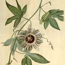 Image of Passiflora filamentosa Cav.