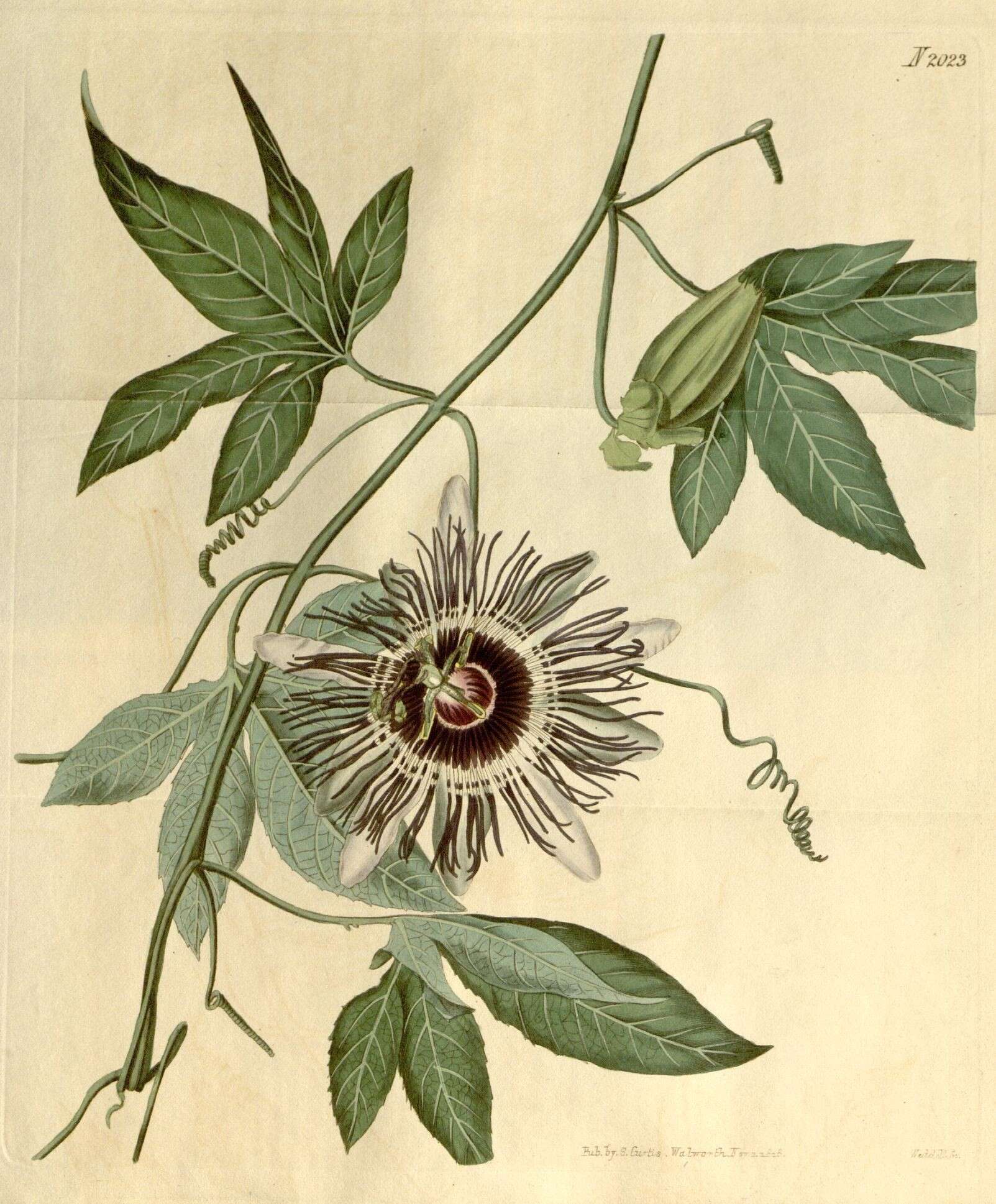 Image of Passiflora filamentosa Cav.