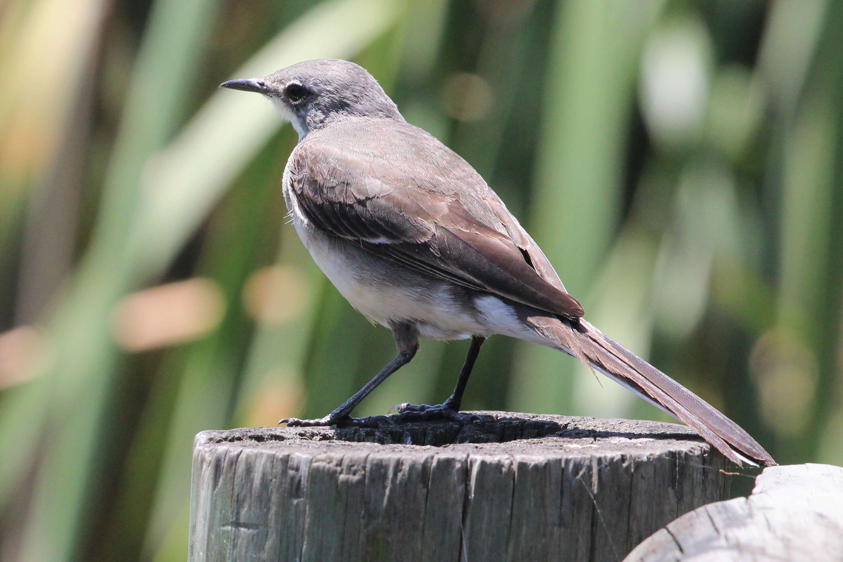 Image of Cape Wagtail