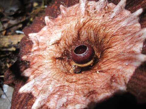 Image of rafflesias