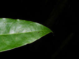 Plancia ëd Mosannona costaricensis (R. E. Fr.) Chatrou