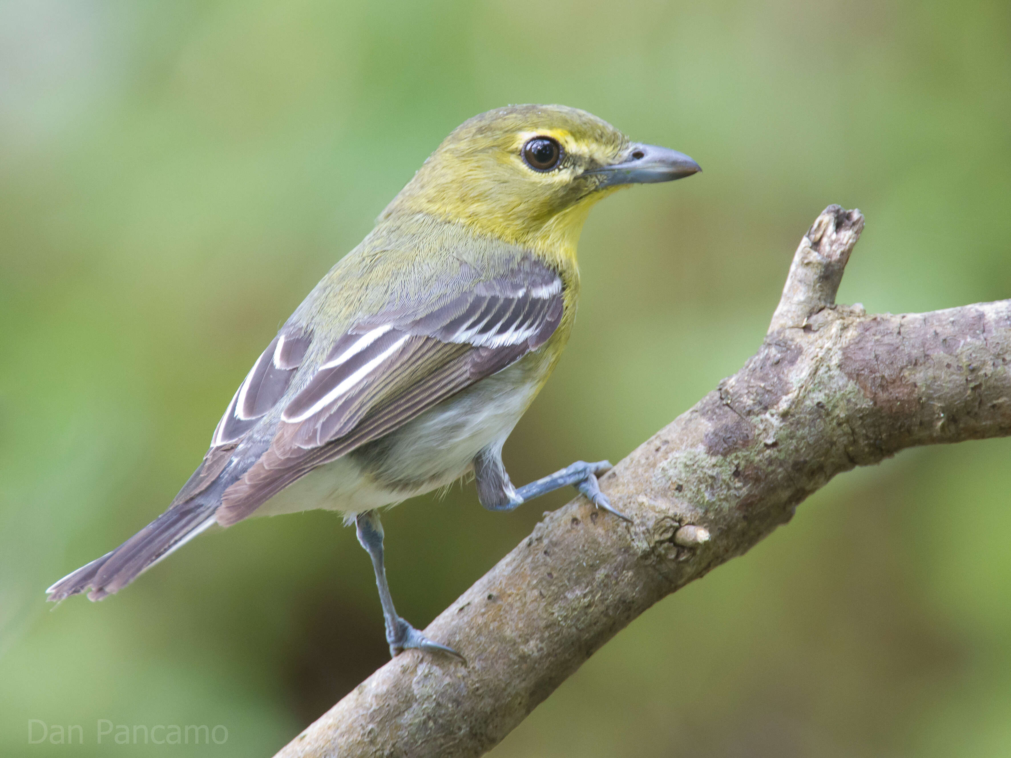 Image of Vireo Vieillot 1808