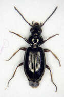 Image of bembidious beetles