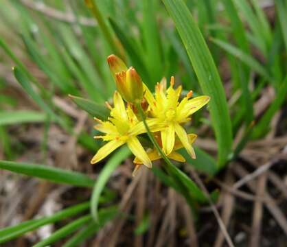 Image of asphodel