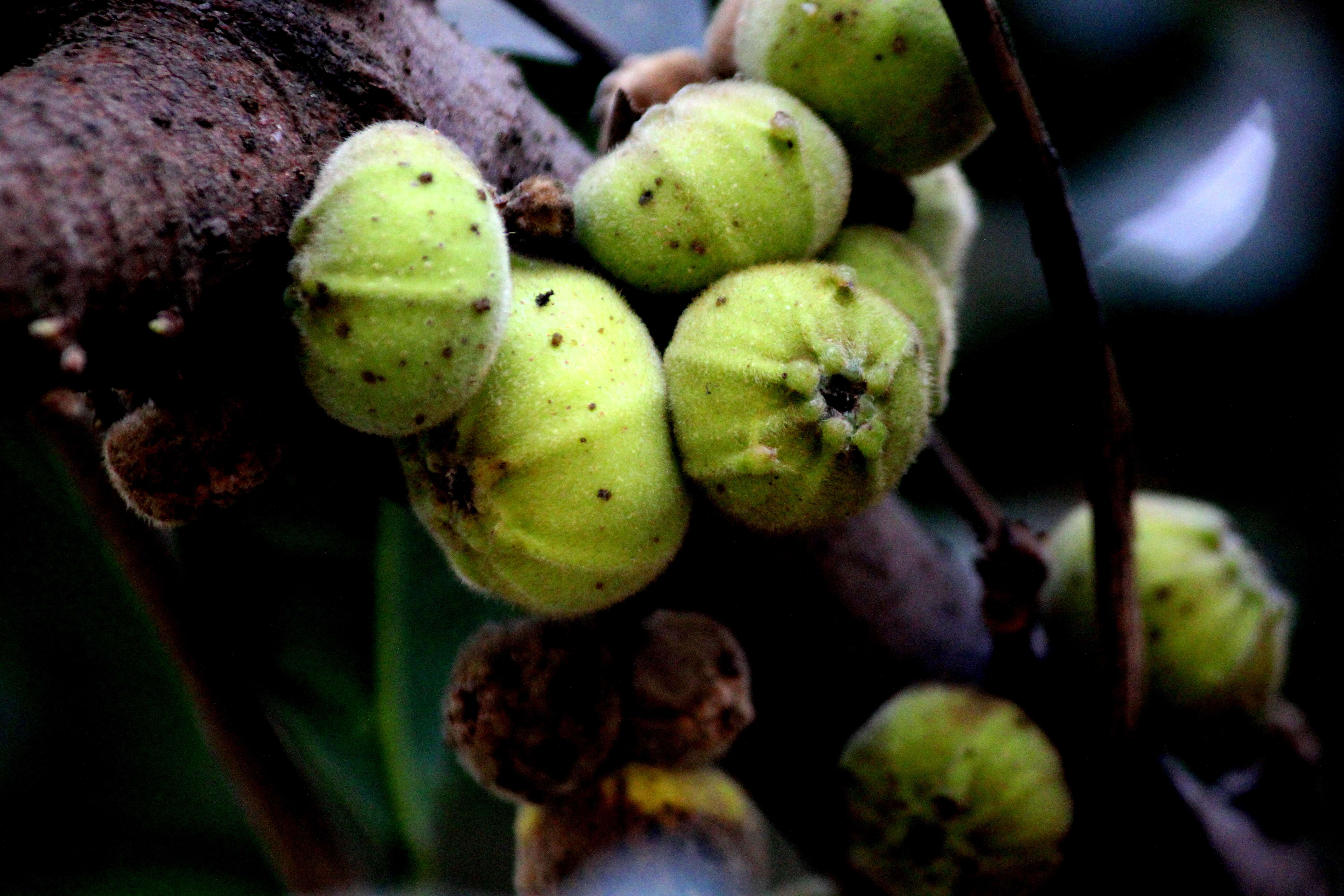 Image of Ficus hispida L. fil.