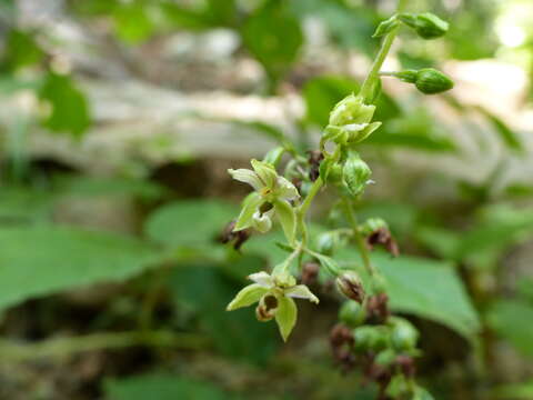 Image of Broad-leaved Helleborine