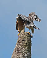 Image of Buteo Lacépède 1799