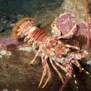 Image of Scalloped Spiny Lobster