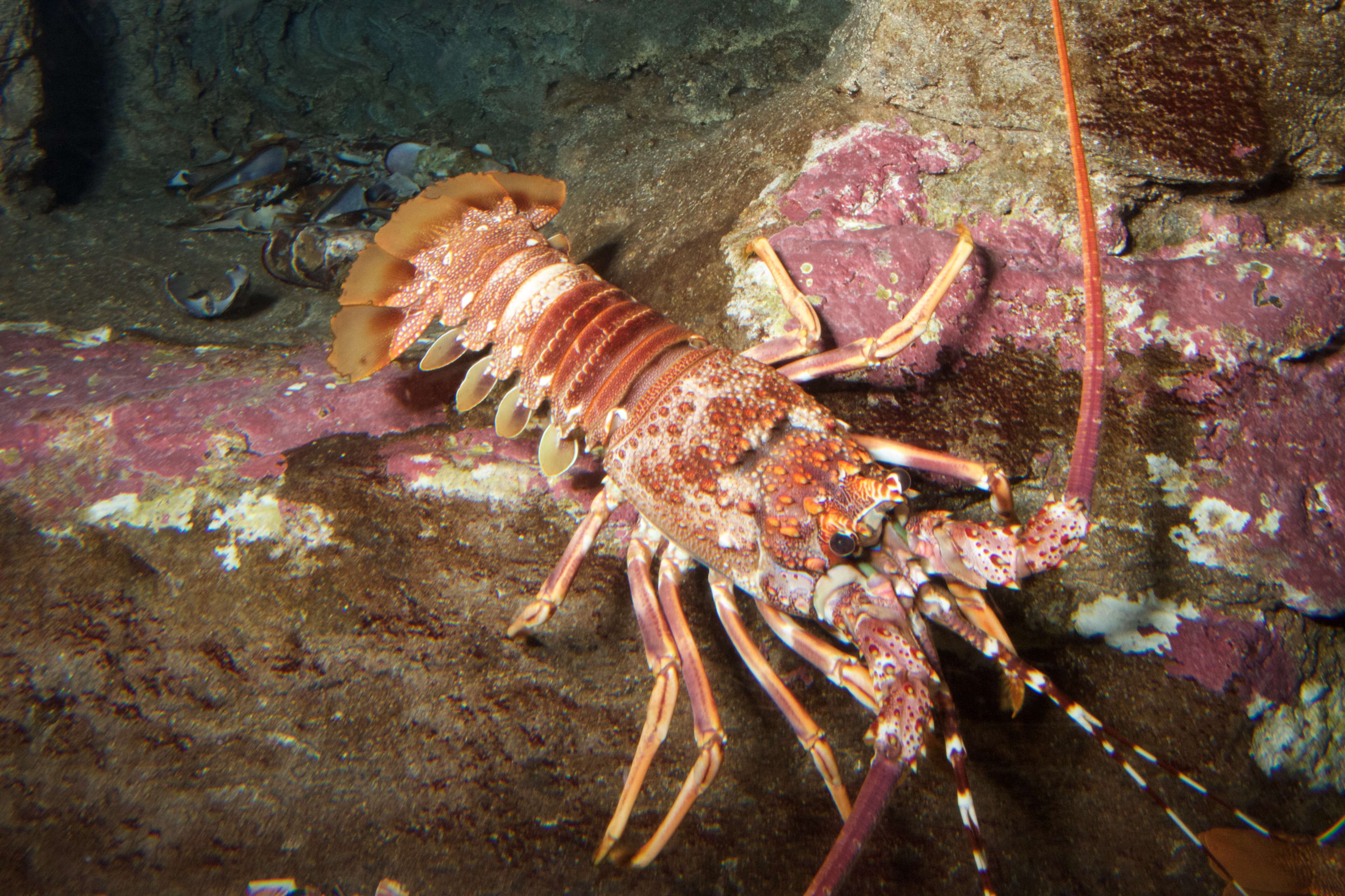 Image of Scalloped Spiny Lobster