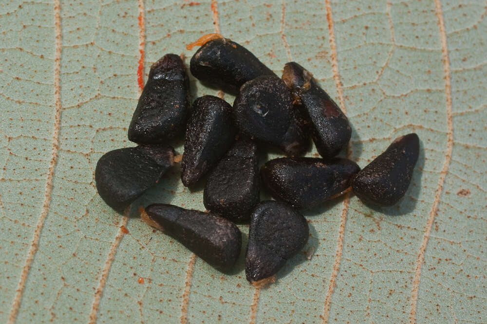 Image of Annona acuminata Saff.