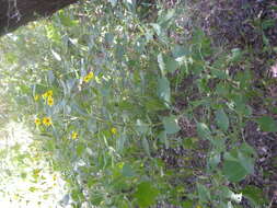 Image of toothleaf goldeneye