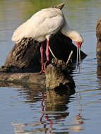 Image of Platalea Linnaeus 1758