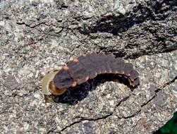 Image of glowworms