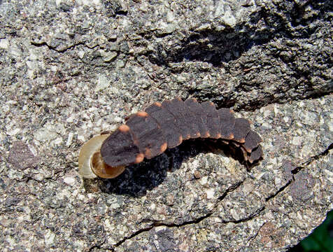 Image of common glow-worm