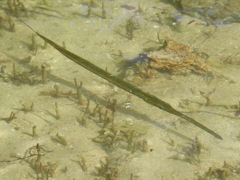 Image of trumpetfishes