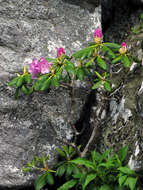 Image of Catawba rosebay