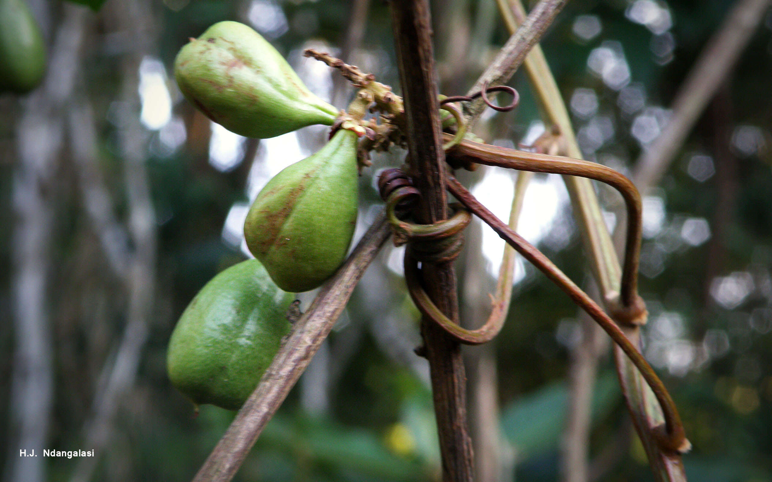 صورة Paullinia pinnata L.