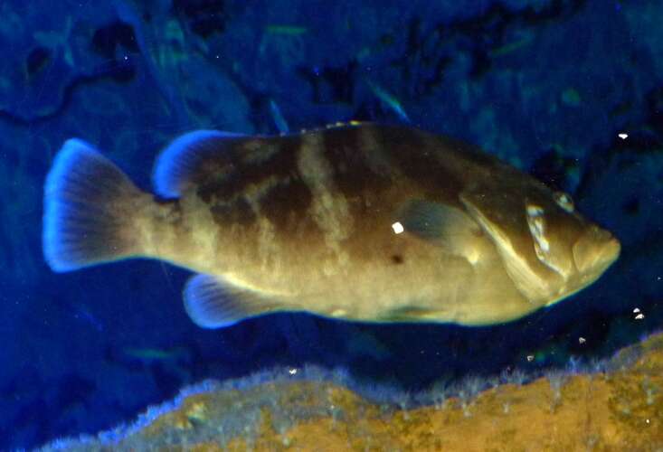 Image of Nassau Grouper