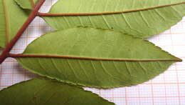 Image of Zanthoxylum petiolare A. St.-Hil. & Tul.