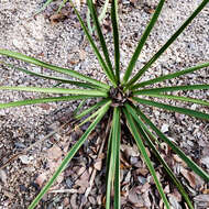 Image of Texas yucca