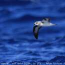 Image of Black-winged Petrel