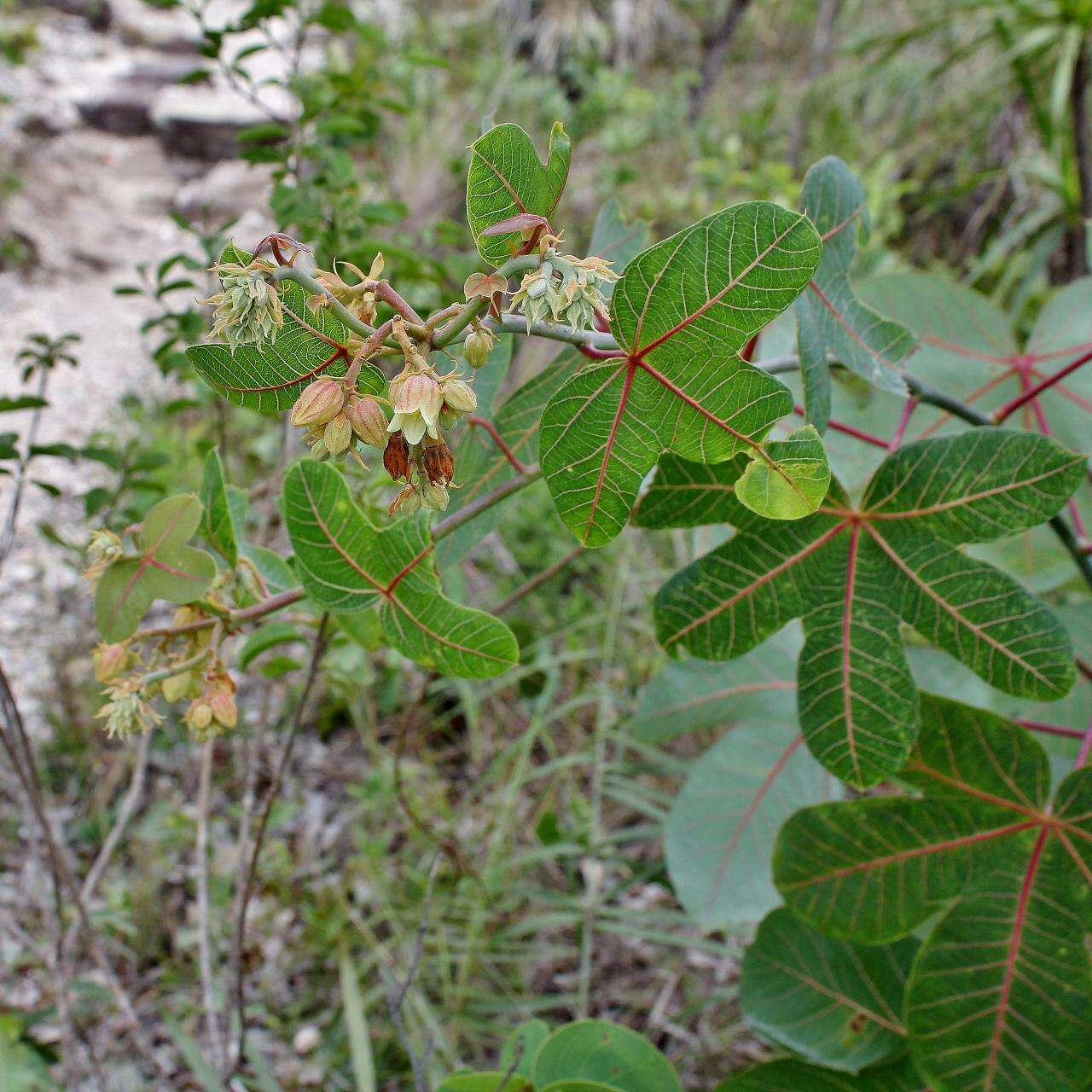 Image of Manihot quinqueloba Pohl