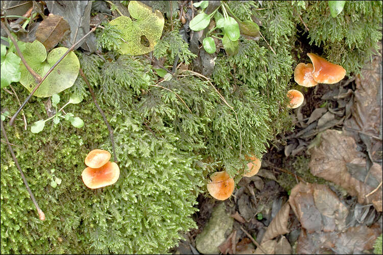 Plancia ëd Flammulina velutipes (Curtis) Singer 1951