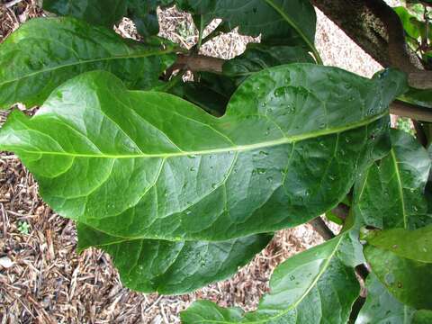 Image of umbrella catchbirdtree