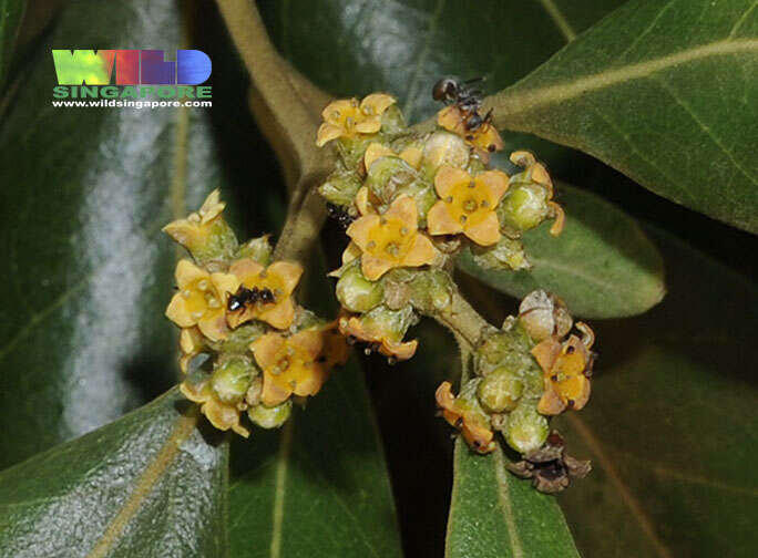 Image of Avicennia marina var. rumphiana (H. Hallier) Bakh.