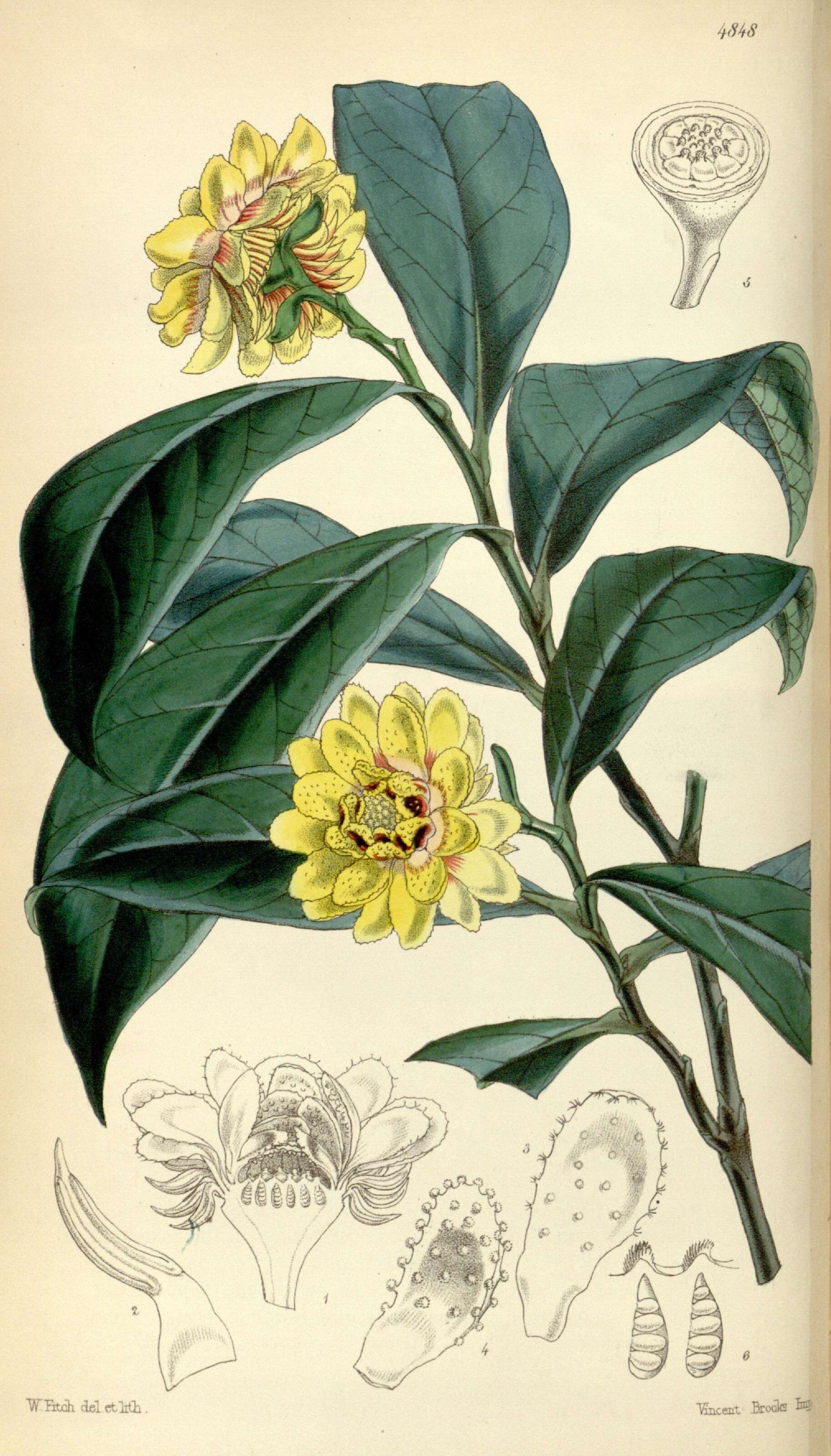 Sivun Eupomatiaceae kuva