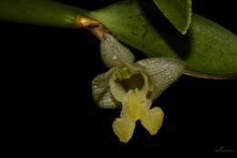 Image of Dendrobium xantholeucum Rchb. fil.
