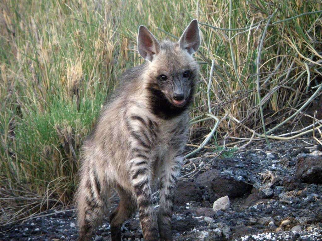 Image of Hyaena Brisson 1762