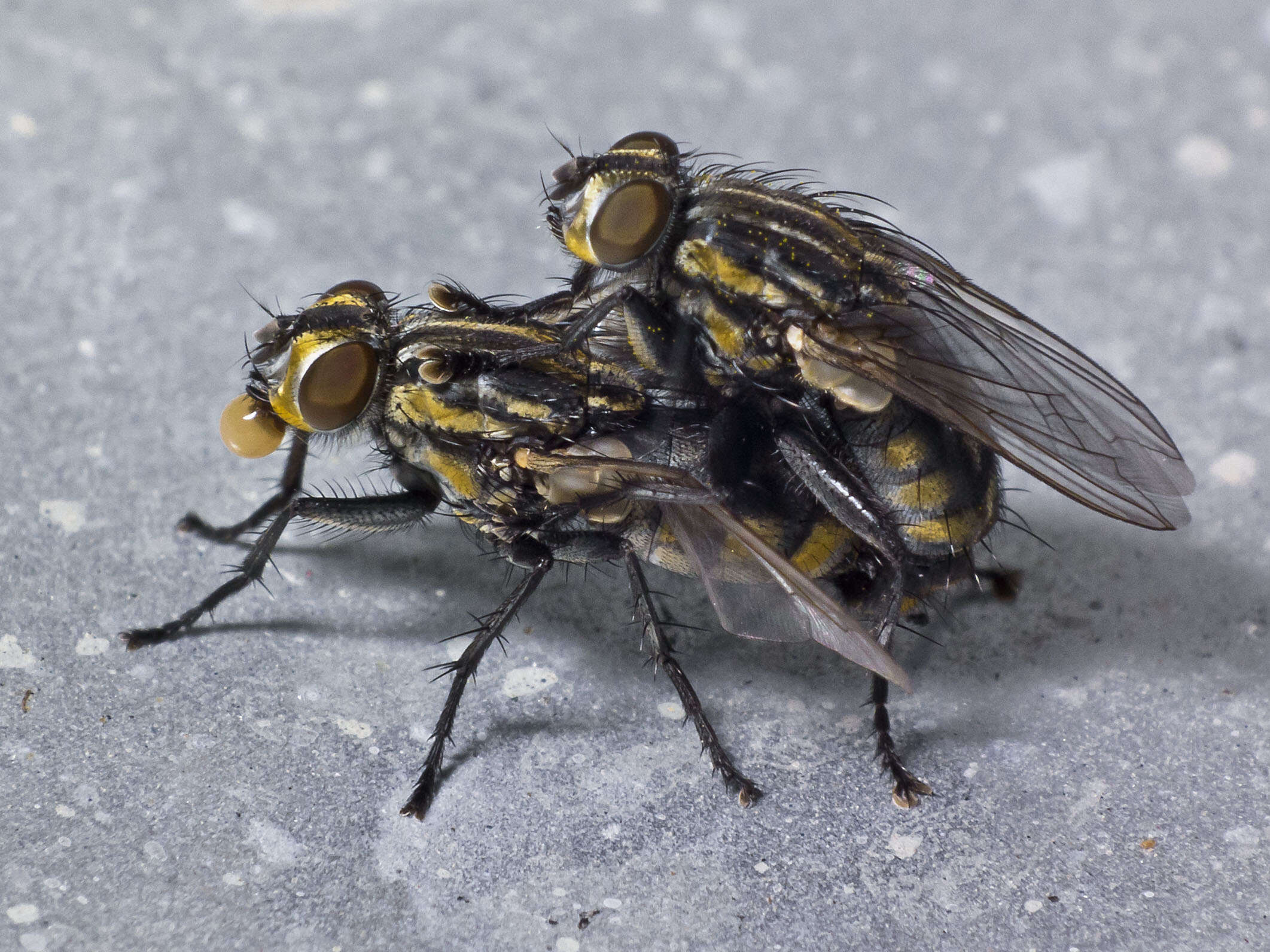 Image of flesh flies