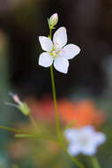 Image of dwarf-flax