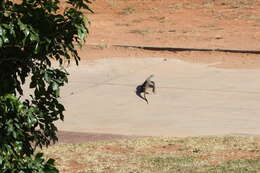 Image of monitor lizards