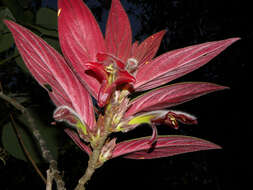 Imagem de Columnea raymondii C. V. Morton