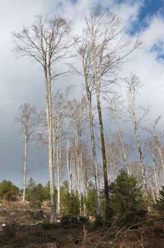 Image of European beech