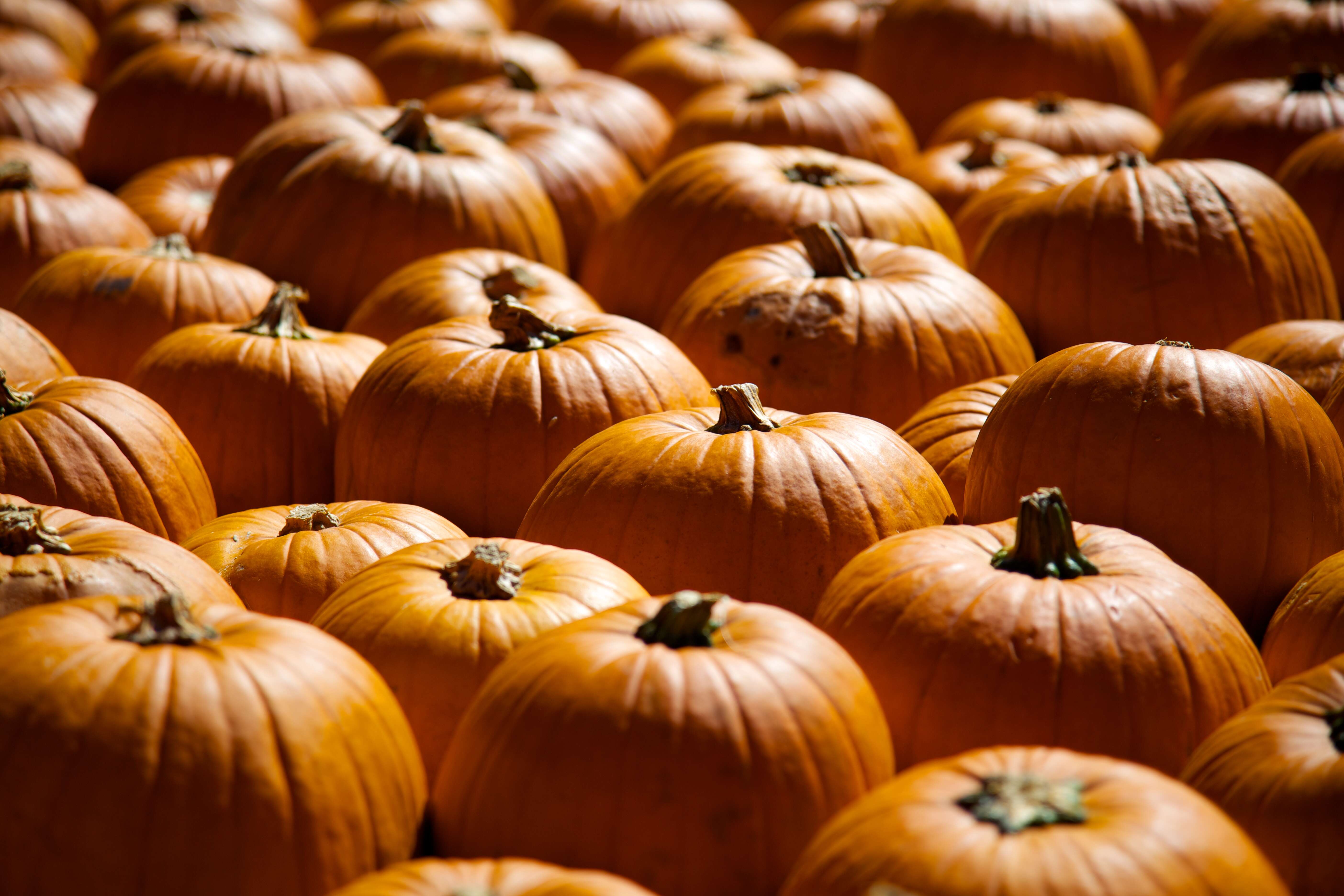 Image of cushaw pumpkin