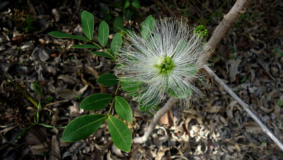 Image of Abarema filamentosa (Benth.) Pittier