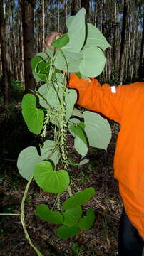 صورة Dioscorea stegelmanniana R. Knuth